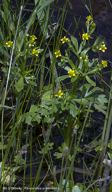 Plant