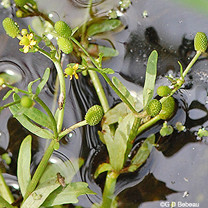 cursed Crowfoot seed heads
