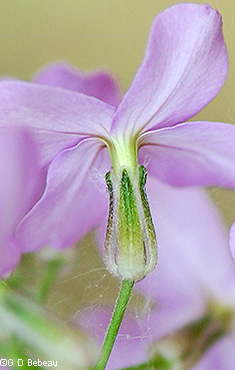 flower calyx