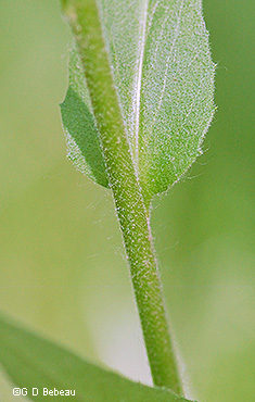 plant stem