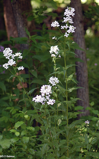 tall white flowered plants