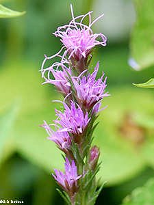 Dotted Blazing Star