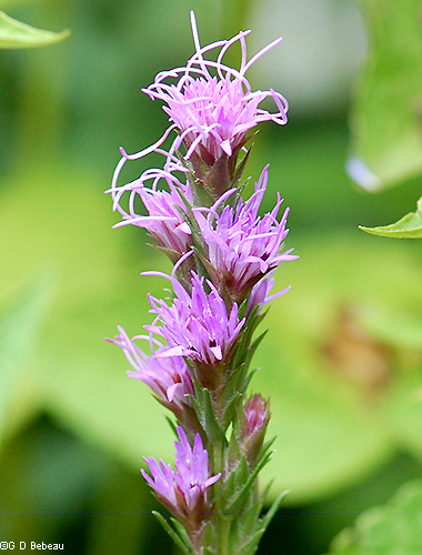 inflorescence
