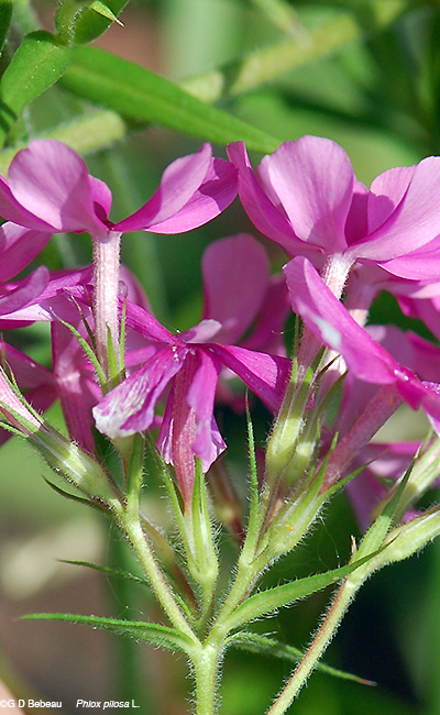 calyx and flower tubes