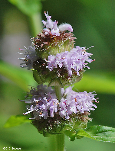 inflorescence