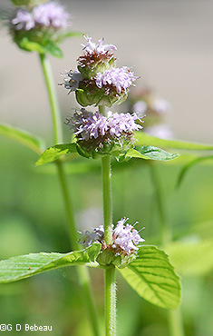 inflorescence