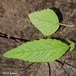 leaf upper and lower