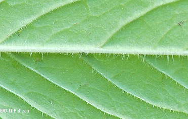 leaf underside
