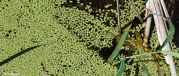Common duckweed