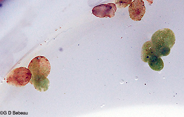 Developing duckweed