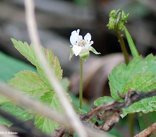 Flower and leaves
