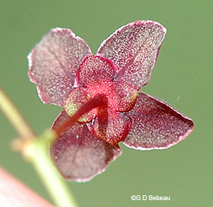 calyx