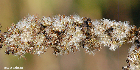 seed heads
