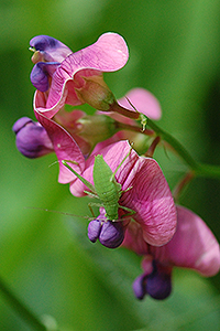 Everlasting Pea