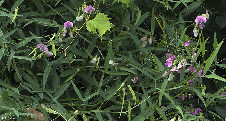plant group