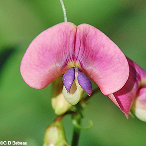 Everlasting Pea