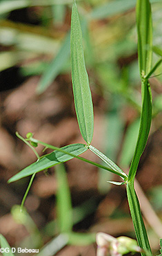 Everlasting pea leaf