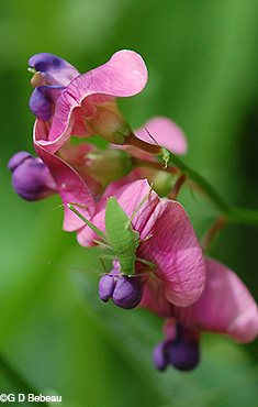 Flower raceme