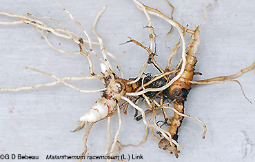 Root