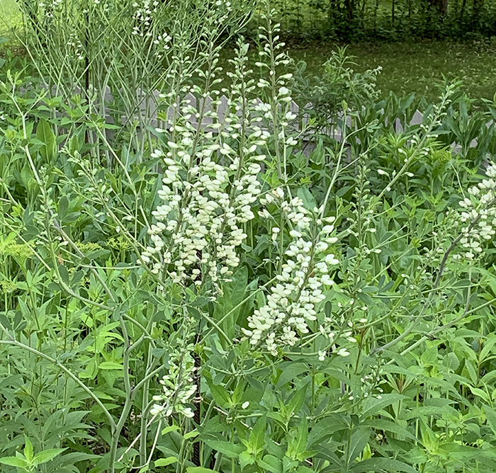 false white indigo clump in flower
