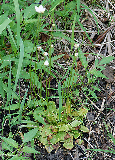plant