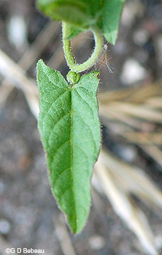 Field bindweed new leaf