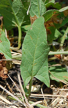Field Bindweed leaf