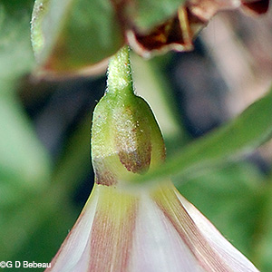 Field Bindweed sepals