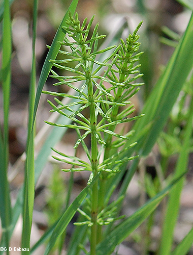 Plant - sterile stem