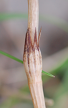 Fertile stem sheath