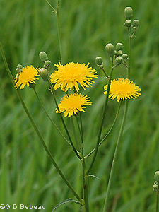 Field Sow Thistle