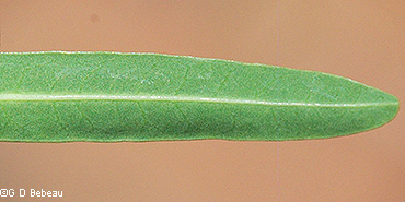 leaf under side