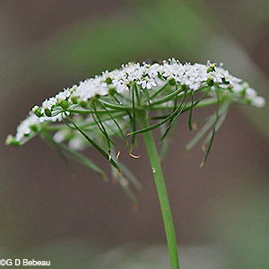 Fool's Parsley bracts
