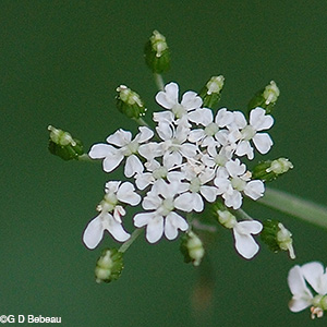 Fool's parsley flower