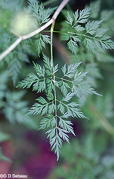 Fool's Parsley leaf
