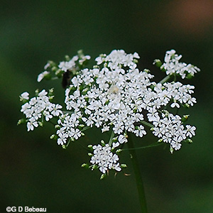 Fool's Parsley