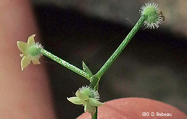 seed burs