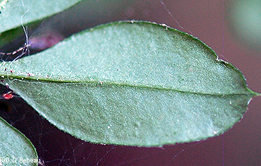 leaf underside
