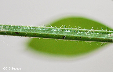 stem