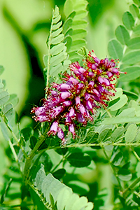 Fragrant False Indigo