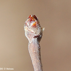 Bud