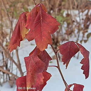 fall leaf color