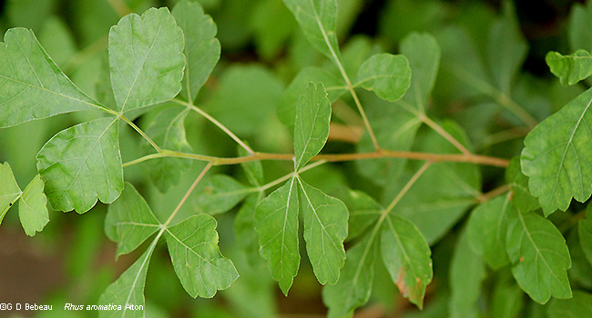 full leaf