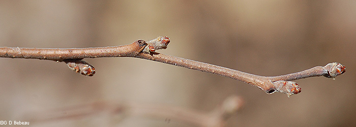 Twig