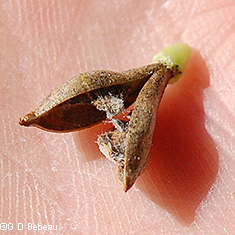 Seed capsule