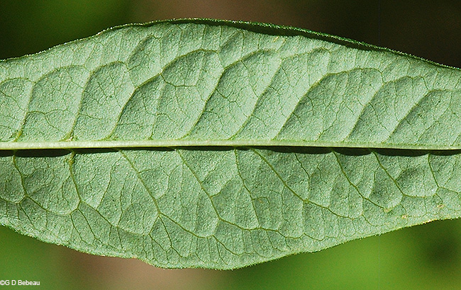 leaf underside