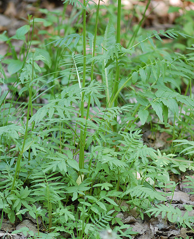 basal leaves