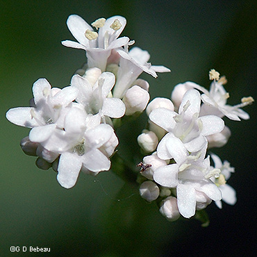 flower detail