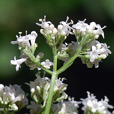 inflorescence detail