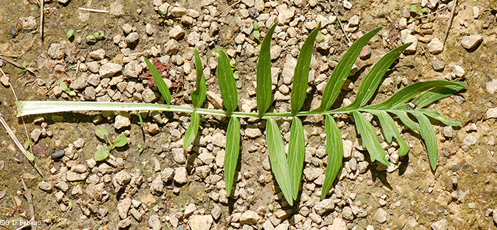 basal leaf